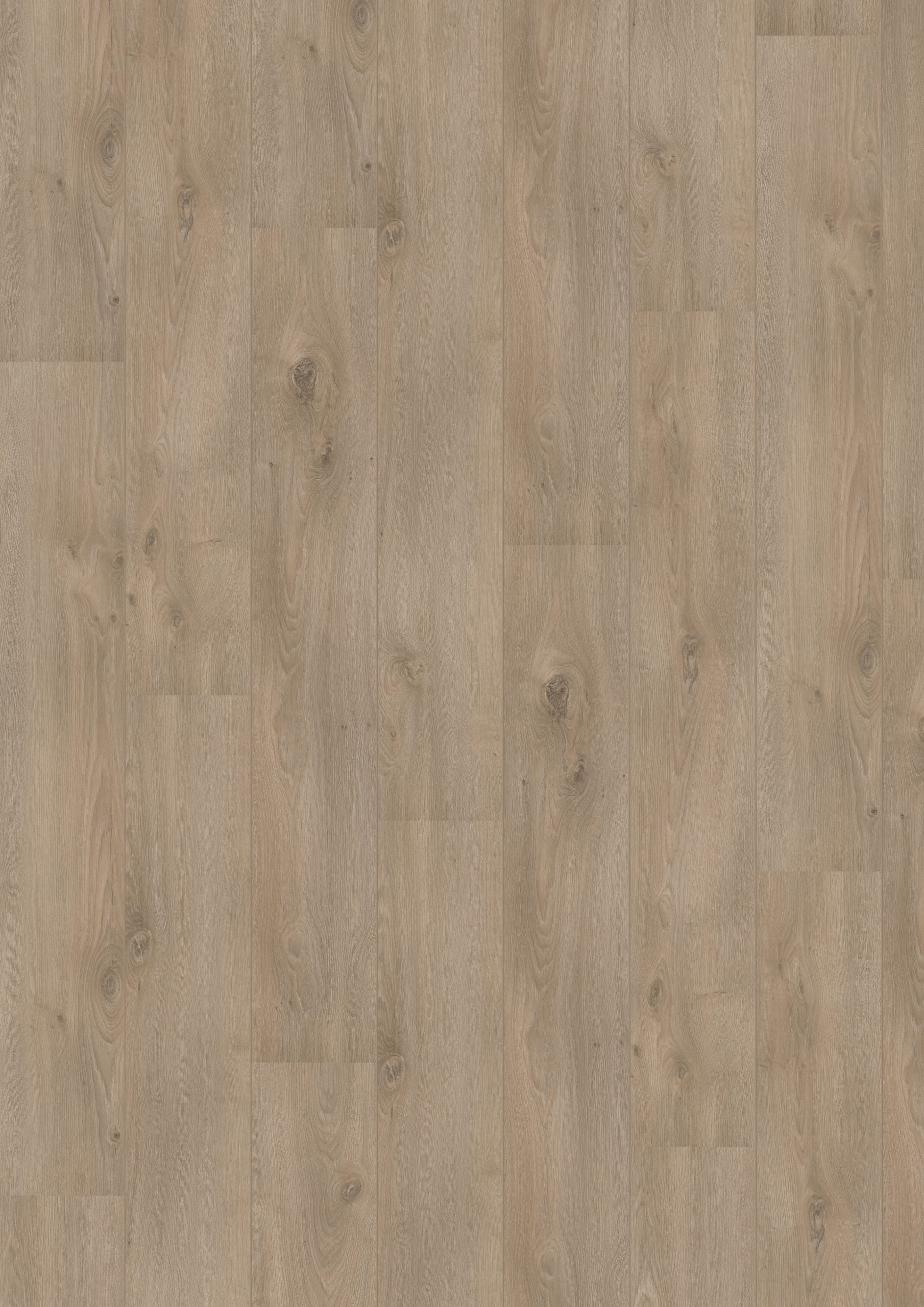 Hoomline Royal V2 Campania 106